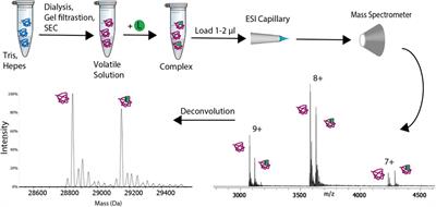 High-Throughput Native Mass Spectrometry Screening in Drug Discovery